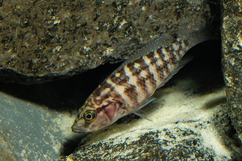 Neolamprologus obscurus 'Kantalamba'